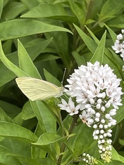 Pieris rapae