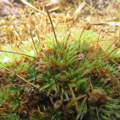 Paepalanthus dendroides