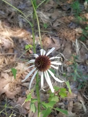 Echinacea sanguinea