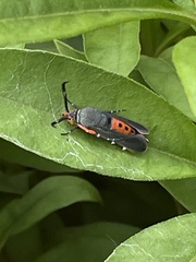 Eichlinia cucurbitae
