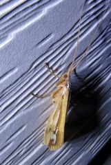 Limnephilus ornatus
