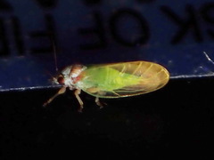 Psylla buxi