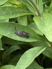 Eichlinia cucurbitae