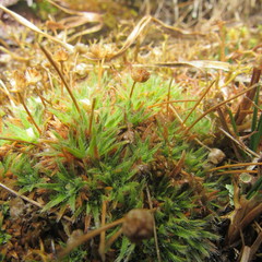 Paepalanthus dendroides