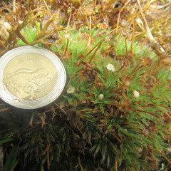 Paepalanthus dendroides