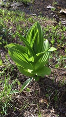 Lysichiton