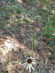 Echinacea sanguinea