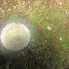 Paepalanthus dendroides