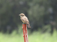 Pyrocephalus rubinus