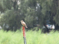 Pyrocephalus rubinus