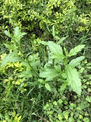 Dysphania ambrosioides