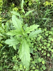 Dysphania ambrosioides