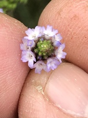 Verbena