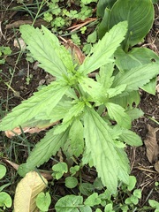 Dysphania ambrosioides