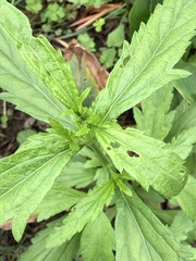 Dysphania ambrosioides