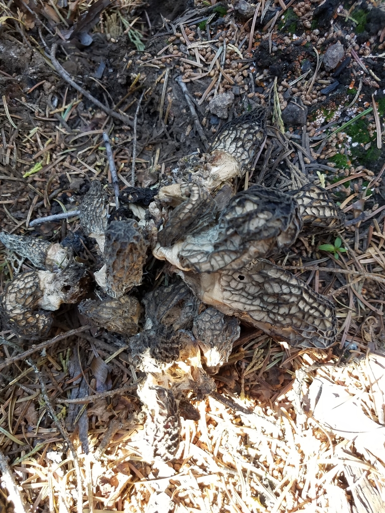 Black Morels from Humboldt County, Six Rivers National Forest, USCA, US on June 27, 2021 at 09