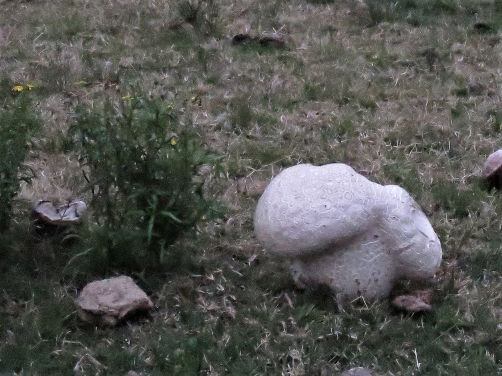 Calvatia cyathiformis · June 2021 · photo: © gustavopuente (iNaturalist, cc-by-nc)