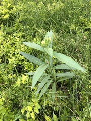 Asclepias curassavica