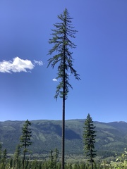 Larix occidentalis