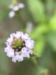 Verbena