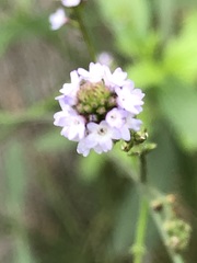 Verbena