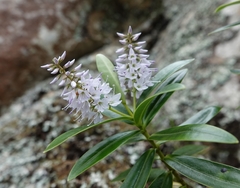 Veronica saxicola