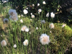 Eriophorum chamissonis