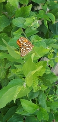 Dione vanillae