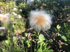 Eriophorum chamissonis