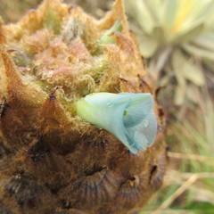 Puya santosii