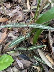 Gardneria multiflora