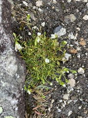 Mononeuria groenlandica