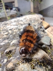 Lepidoptera