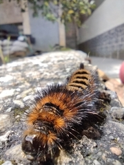Lepidoptera