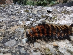 Lepidoptera