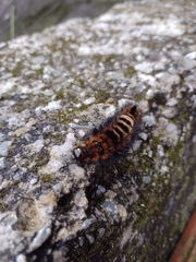 Lepidoptera
