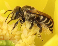 Megachiloides