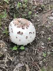 Chlorophyllum