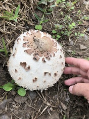 Chlorophyllum
