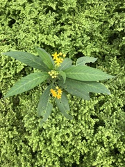 Asclepias curassavica