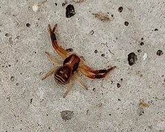 Xysticus texanus