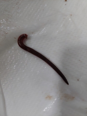 Aporrectodea longa