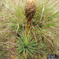 Puya santosii