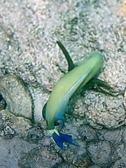 Acanthurus blochii
