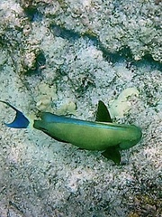Acanthurus blochii