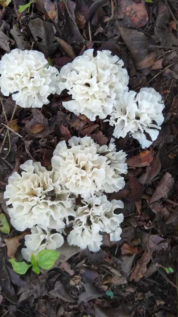 Irpex rosettiformis · June 2021 · photo: © gustavopuente (iNaturalist, cc-by-nc)
