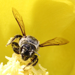 Megachiloides
