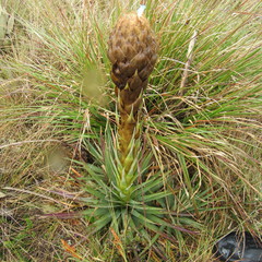 Puya santosii