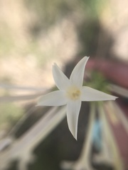 Ipomopsis aggregata candida