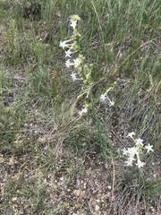 Ipomopsis aggregata candida